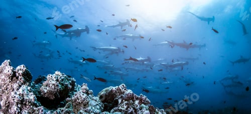 Preview: Hammerhead shark (Sphyrnidae) swimming in tropical underwaters