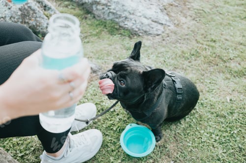 Preview: Young woman with her dog French Bulldog giving him water to refresh after a walk, portrait image.