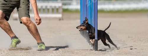 Preview: Manchester Terrier in agility slalom
