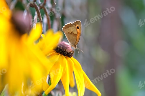 Preview: Small butterfly on yellow sunlit chamomile flowers blooming on summer flowerbed in green sunny