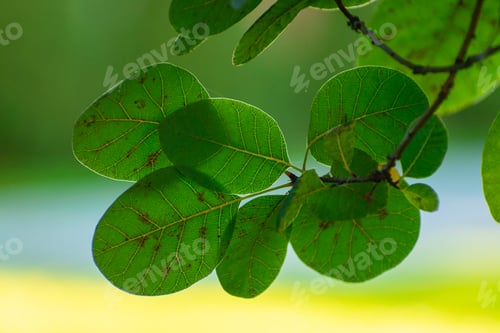 Preview: Branch with green leaves view against the sun