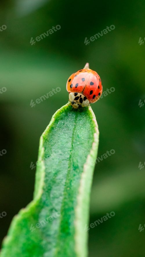 Preview: Ladybird at the top of a leaf