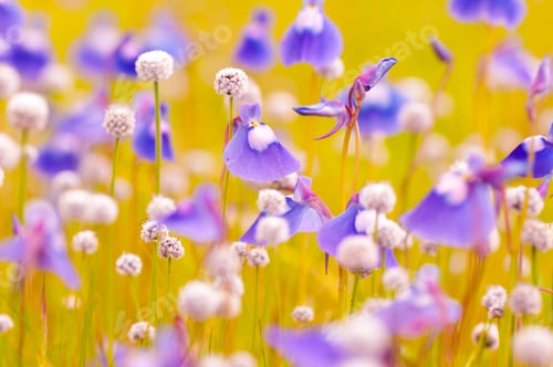 Preview: Beautiful wild flowers in a meadow, Flower background.