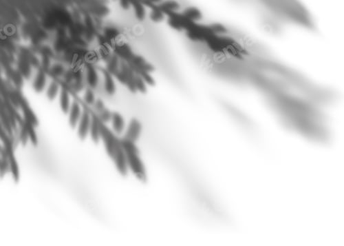 Preview: Tropical leaves natural shadow overlay on white background, Layout overlay on product presentation