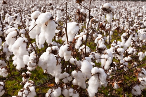 Preview: Ripe Cotton Plants Growing on Plantation Field