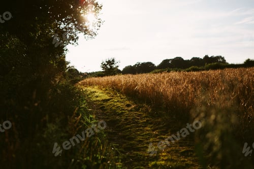 Preview: A tranquil path through golden fields at sunset