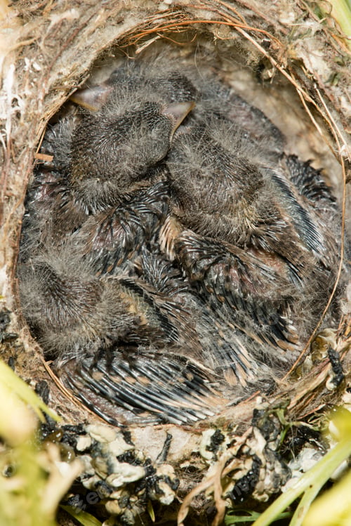 Preview: Nest and nestlings of European goldfinch (Carduelis carduelis)