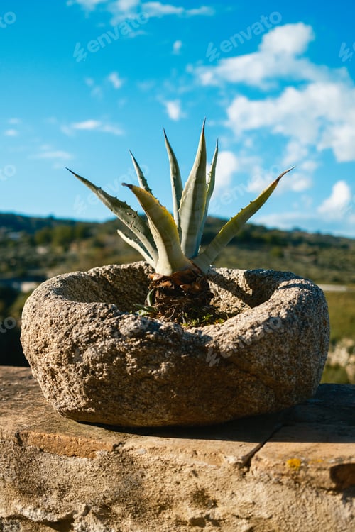 Preview: Agave Plant In A Stone Pot With Natural Landscape