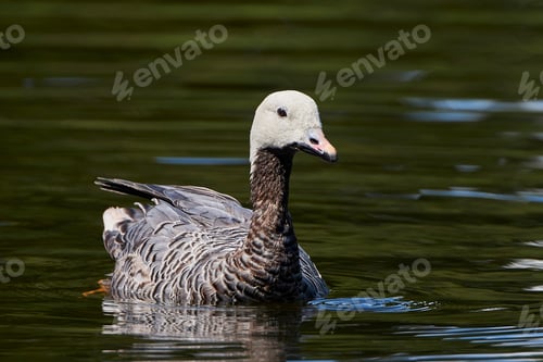 Preview: Emperor goose (Chen canagica)