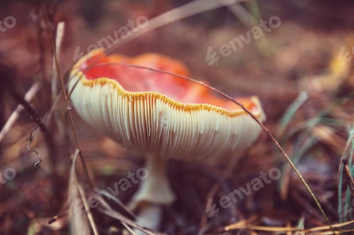 Preview: Mushrooms