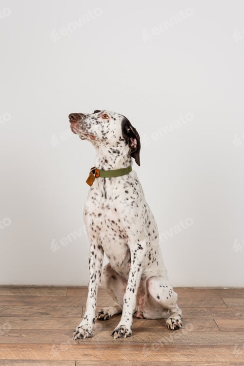Preview: Dalmatian dog with collar sitting near white wall at home