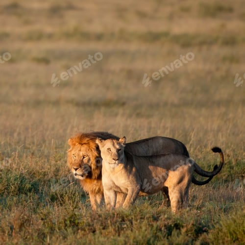 Preview: Lion and Lioness at the Serengeti National Park, Tanzania, Africa