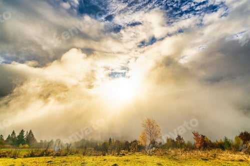 Preview: Majestic alone beech tree on a hill slope with sunny beams at mountain valley