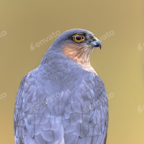Preview: Eurasian sparrowhawk looking sideview in forest