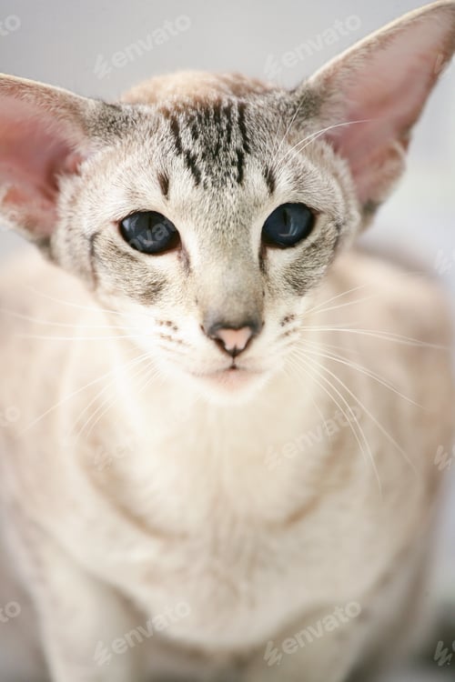 Preview: adorable siamese cat kitten with blue eyes