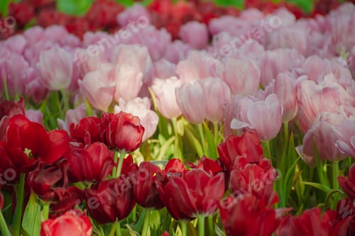Preview: Red and Pink Tulips in a Garden