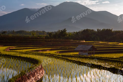 Preview: Beautiful morning view indonesia Panorama Landscape paddy fields with beauty color and sky natural