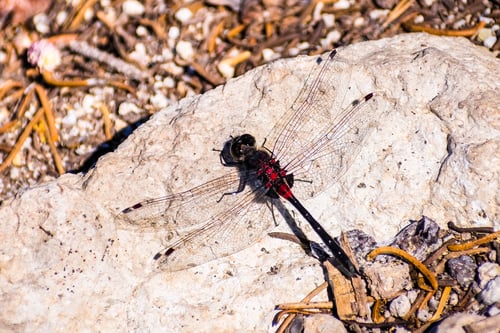 Preview: Crimson-ringed Whiteface dragonfly