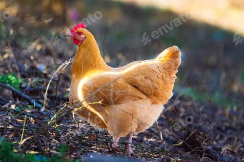 Preview: Close-up shot of an orpington chicken scratching for bug
