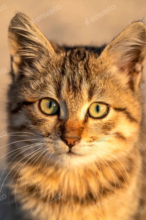 Vorschau: Portrait