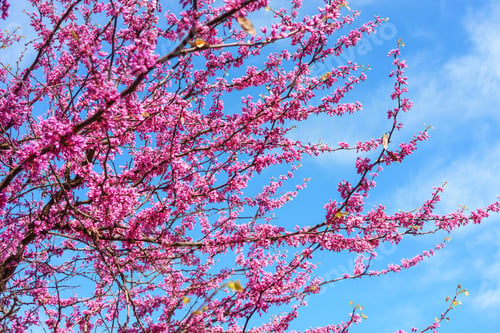 Vorschau: Blühender Zweig mit lila Blüten von Cercis Canadensis oder Judasbaum vor blauem Himmelshintergrund