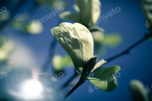 Preview: Beautiful close up magnolia flowers. Blooming magnolia tree in the spring. Selective focus