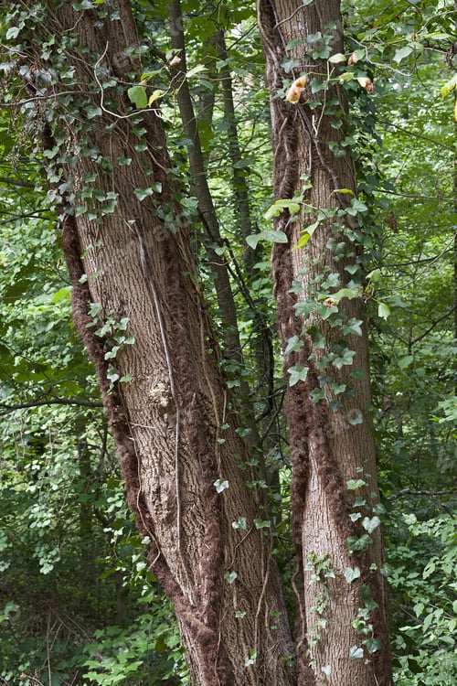 Preview: Hairy Stems Of Poison Ivy (Toxicodendron Radicans). Called Eastern Poison Ivy Also