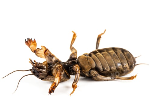Preview: Mole cricket insect, lat. Gryllotalpidae, isolated on white background