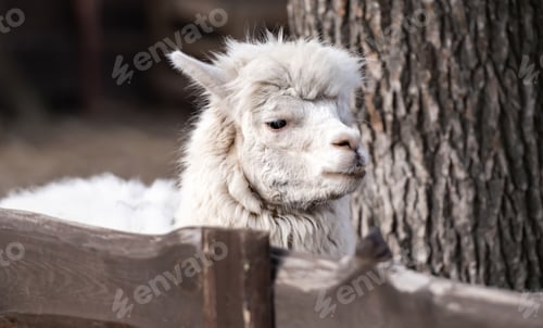 Preview: White alpaca in zoo