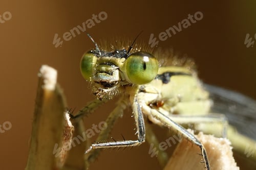 Preview: Common blue damselfly (Enallagma cyathigerum)