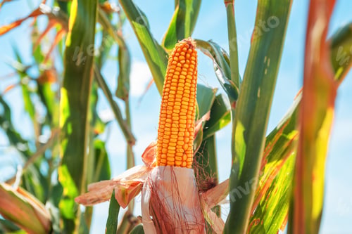 Preview: Maize crops are ripe and ready for harvest