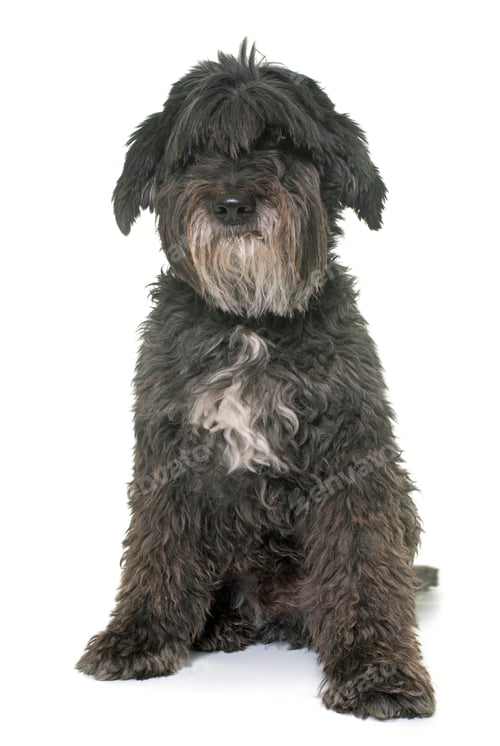 Preview: old pyrenean shepherd