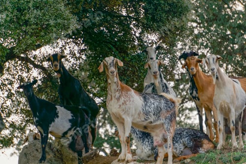 Preview: herd of curious goats looking at the camera