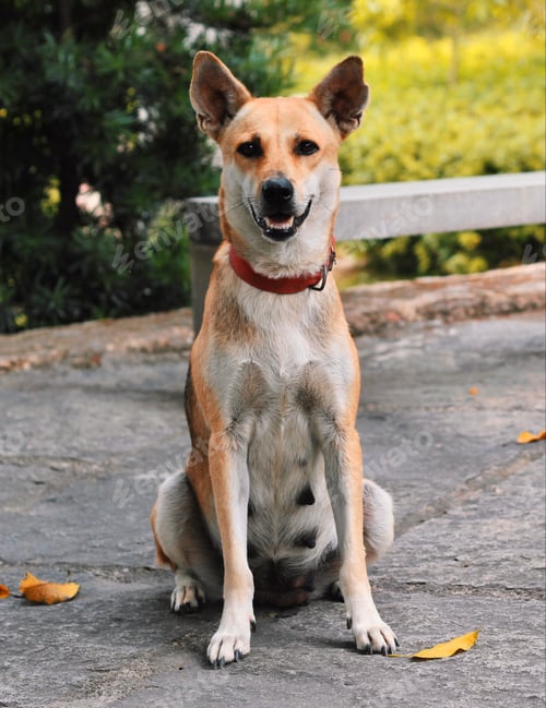 Preview: A dog