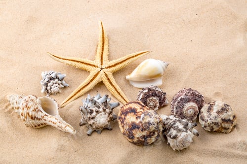 Preview: Starfishes, pearls, and amazing seashells close up