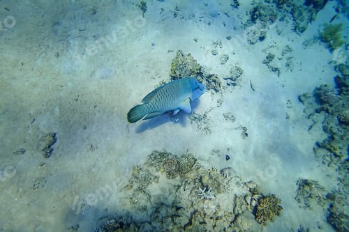 Preview: Amazing underwater world of the Red Sea big fish Napoleon is floating on the bottom