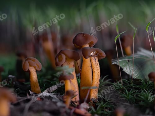 Preview: Jelly babies (Leotia lubrica) in moss