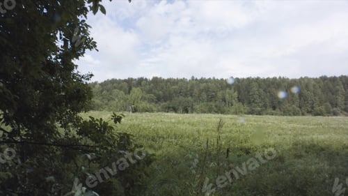 Preview: Summer nature landscape with green trees and grass after raining in the morning on blue cloudy sky