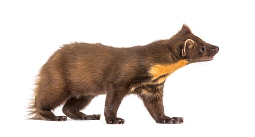 Preview: Side view Pine marten, isolated on white