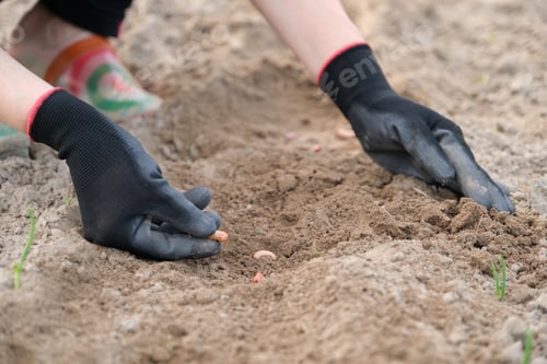 Preview: Spring planting seeds of legumes beans.