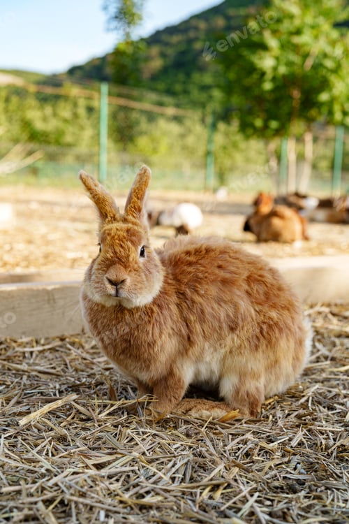Preview: A brown rabbit sitting calmly on a sunny day at a farm