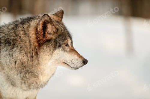 Preview: Furry Canis Lupus looking away at Langedrag Nature Park in winter
