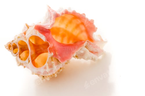 Preview: Sea shell