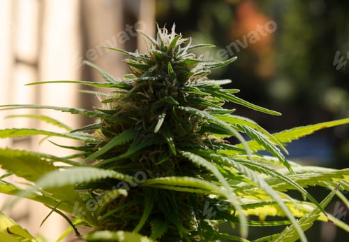 Preview: close-up hermbra cannabis flower