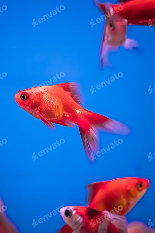 Preview: Red aquarium fish Carassius auratus swim in the blue water. Underwater, soft focus