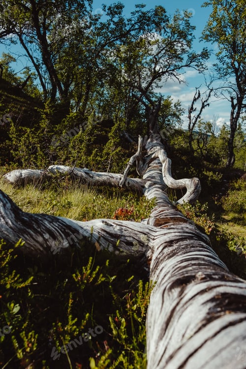 Preview: Dead wood