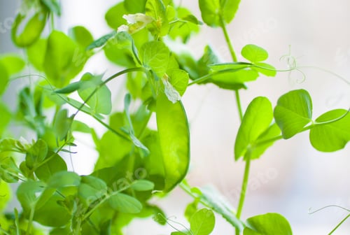 Preview: Stems and pods of green peas close-up