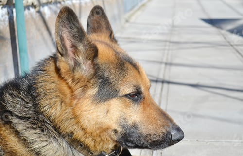 Preview: German Shepherd dog on the forest