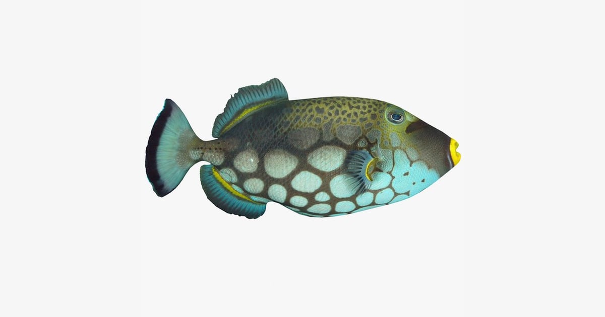 Triggerfish lateral view with spotted fins 3D, Incl. animal & fin - Envato