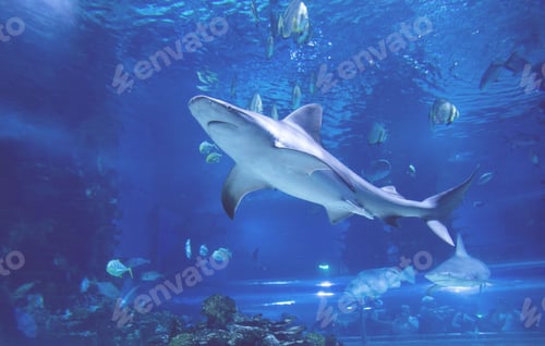 Preview: School of sharks gliding through the crystal-clear waters of the ocean